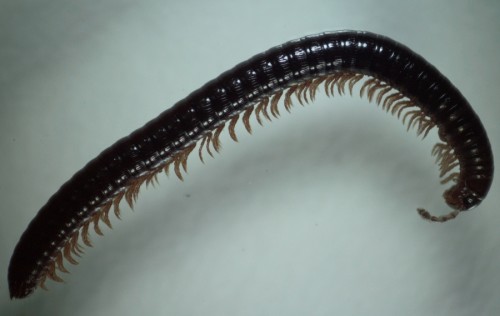 На Алтае отыскали новый вид многоножки
