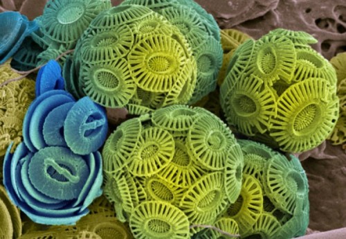 Океаны заселяют загадочные формы жизни — ученые