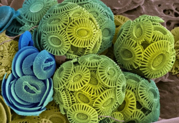 Океаны заселяют загадочные формы жизни — ученые