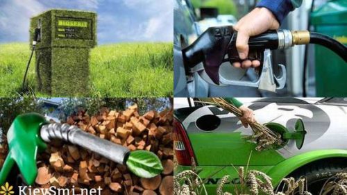 Учёные хотят «выращивать» бензин на деревьях