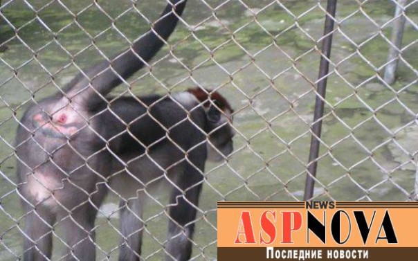 Ученые выяснили что поведение политиков и обезьян очень похоже