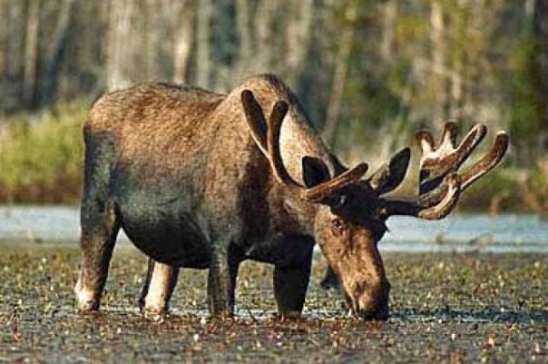 14:28
		0
178			
		
	На Ярославское шоссе в Москве вышел лось			Полицейские увели животное с проезжей части и вызвали сотрудни