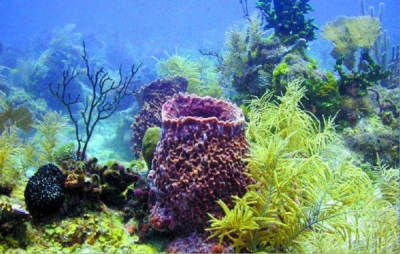 Английские ученые проинформировали, кто выживет в апокалипсис