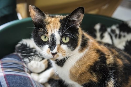 Орнаменты и пятна на шкурах животных объясняет математика — русские учёные