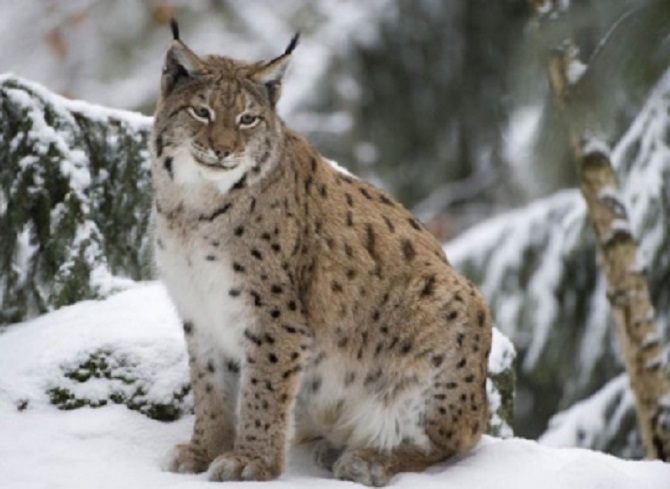 Росимущество решило передавать в презент отнятых у браконьеров животных