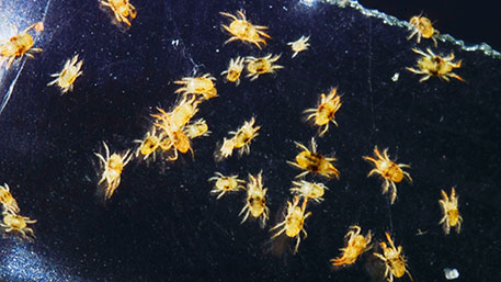 В Алтайском крае от укусов клещей пострадали более 1,5 тысяч человек