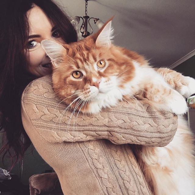 Самый большой кот в мире ест сырое мясо кенгуру