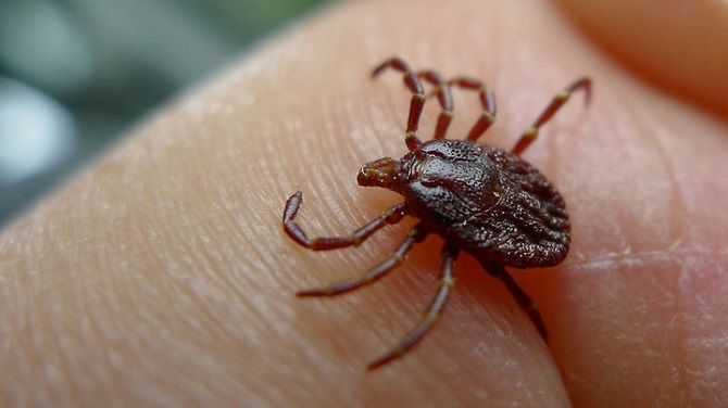 В Коми начался сезон активности клещей