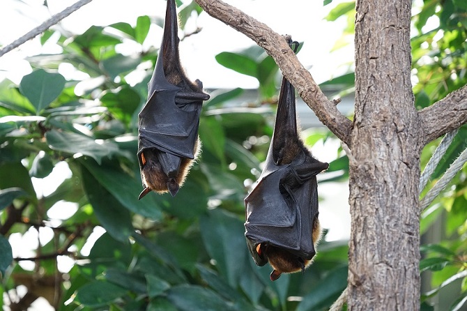 Ученые отыскали основного переносчика смертельных коронавирусов