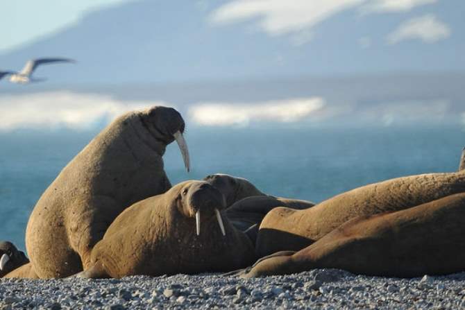 Дети могут: школьники обнаружили новый остров в Арктике