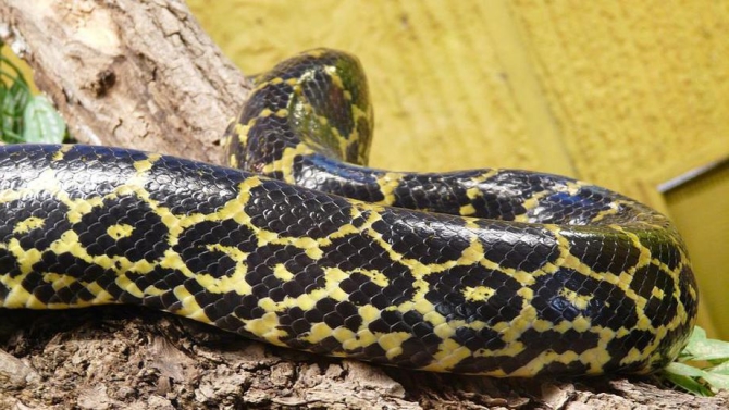 На юго-востоке Индонезии 8-метровый питон проглотил женщину