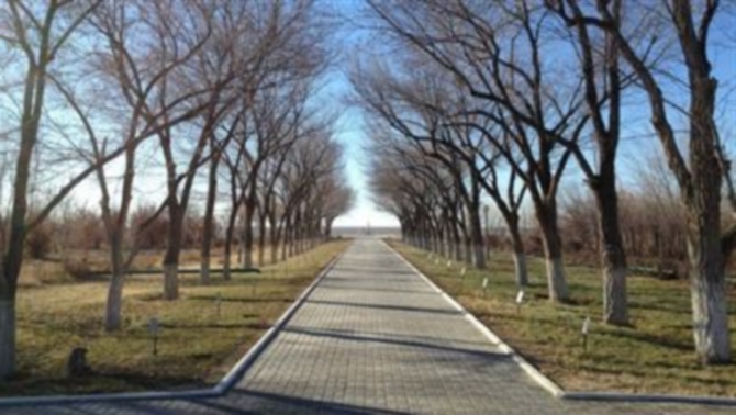 На Байконуре гибнет дерево, посаженное Юрием Гагариным