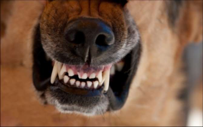 Собачка насмерть загрызла ребенка в Подмосковье