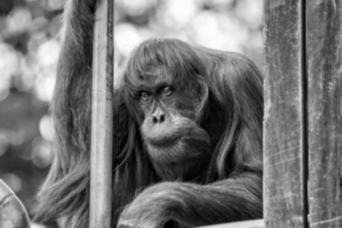 Самый старый в мире орангутан усыплён