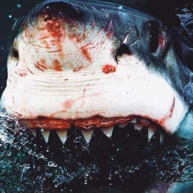 На одном из египетских курортов акула напала на туриста