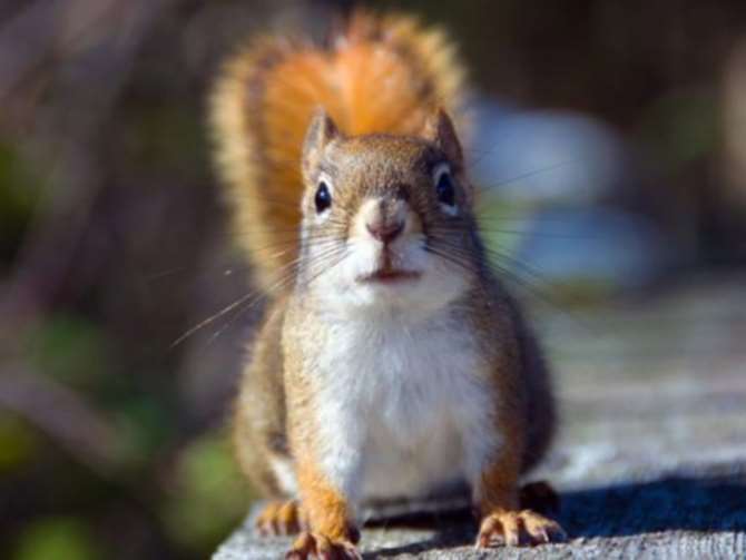 В США женщина пробовала пронести в самолет белку для «эмоциональной поддержки»