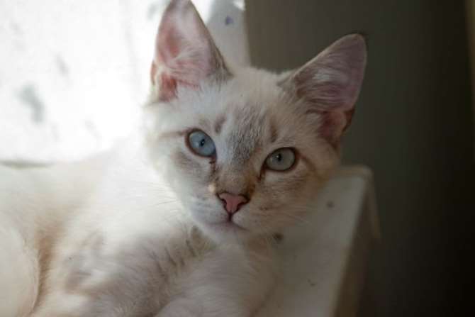 В Англии кошка помогла найти рак у собственной хозяйки