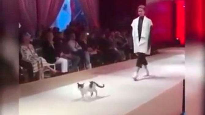 Пушистая модель в Турции прорвалась на подиум и затмила всех