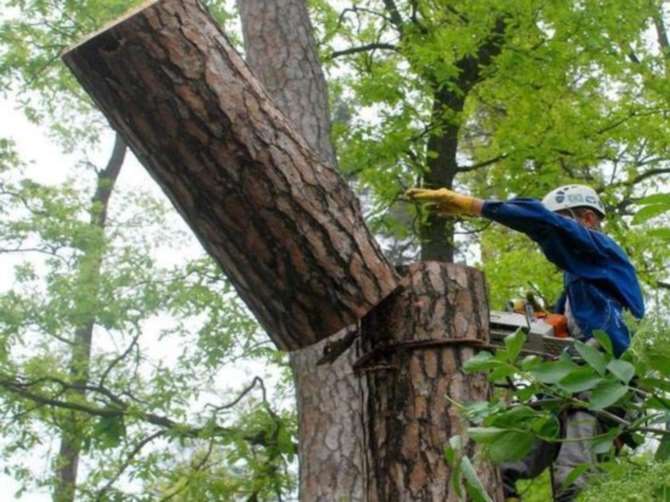 В Кузбассе школьника убило спиленным деревом