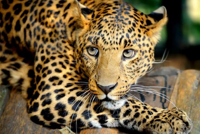 WWF: За последние 40 лет люди уничтожили 60% животных на Земле