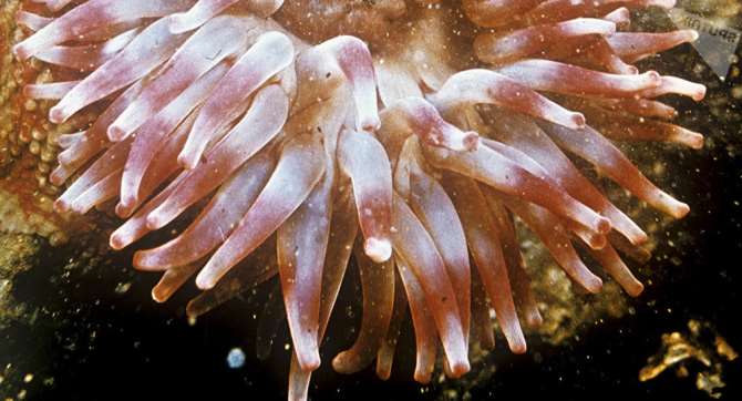 В Австралии обнаружили морское «чудовище» с десятками щупалец