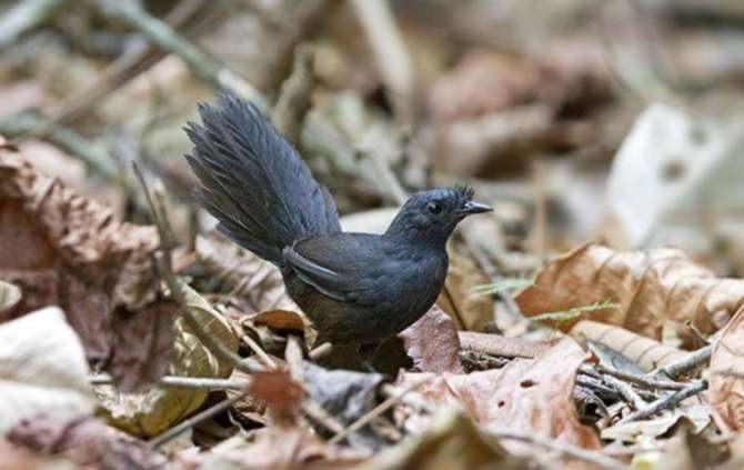 Редчайшая птица замечена в Бразилии — Неуловимый Топаколо