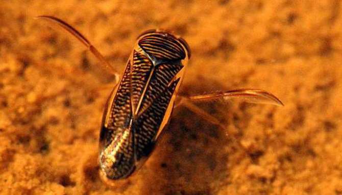 Больше туристов жалуются на постельных клопов в европейских странах и США