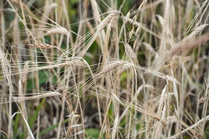 КНДР попросила у Российской Федерации 50 тыс. тонн пшеницы бесплатно