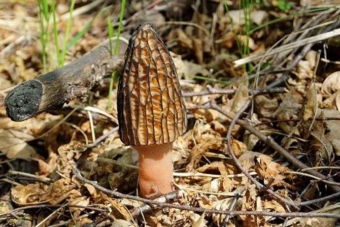 Испанка съела грибы в мишленовском ресторане и погибла