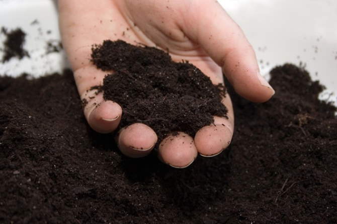 Противовирусные вещества найдены учеными в торфе