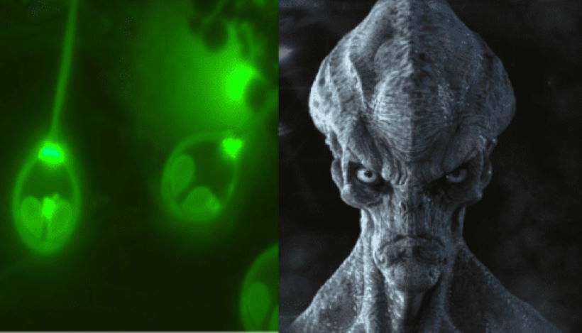 Ученые нашли организм, живший на Земле до Завоевания?