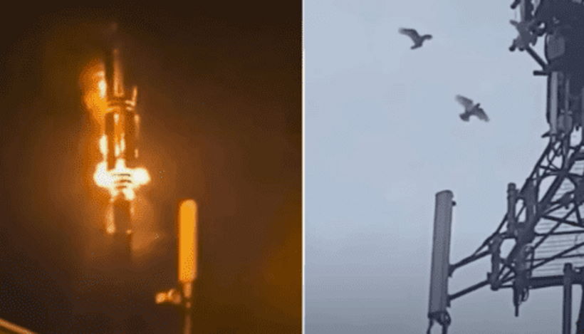 Птицы атакуют вышки 5G!