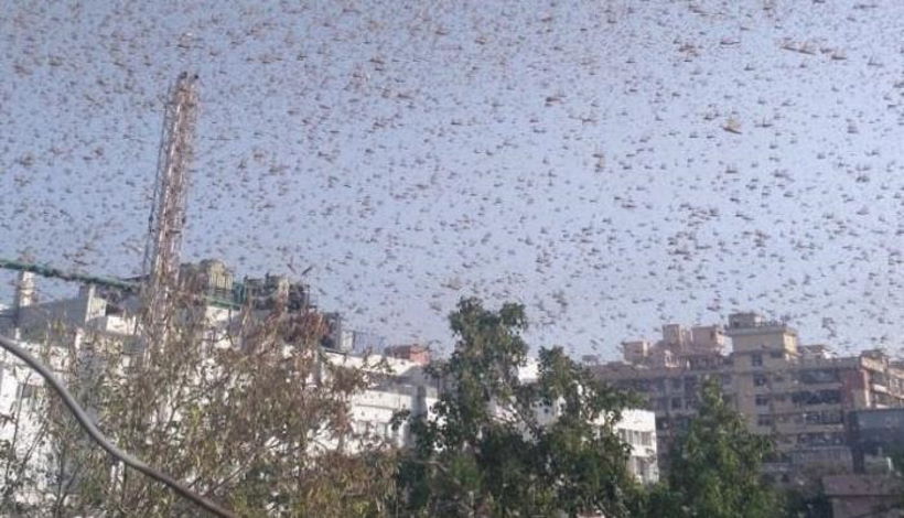 Нашествие саранчи на Индию