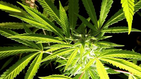 «Начало туманного будущего?»  Профсоюзы полицейских Германии бьют тревогу по поводу возможной легализации сорняков на фоне продолжающихся переговоров с правительственной коалицией - RT World News