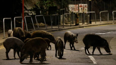 Атакующих копов диких кабанов усыпили после охоты - RT World News