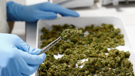 Германия может заработать на каннабисе миллиарды - исследование - RT World News