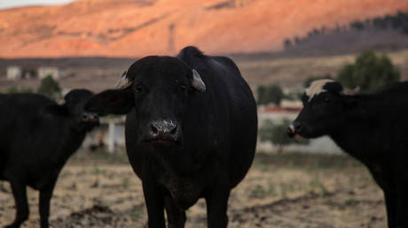 Инструмент искусственного интеллекта предсказывает основные животные, которые могут распространить Covid - RT World News