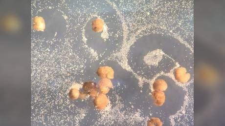 Ученые утверждают, что первые «живые роботы» теперь могут «спонтанно» самовоспроизводиться - RT World News