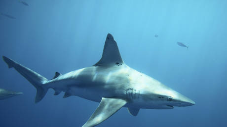 Белки акул нейтрализуют коронавирус - исследование - RT World News