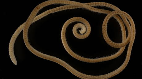 Обнаружена первая `` настоящая '' многоножка - ученые - RT World News