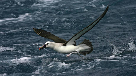 Островная охота на мышей обернулась провалом на $ 9 млн - RT World News