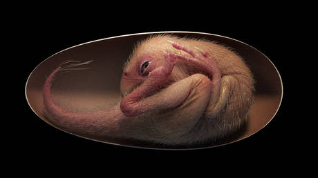 В яйце найден эмбрион динозавра идеальной сохранности - RT World News