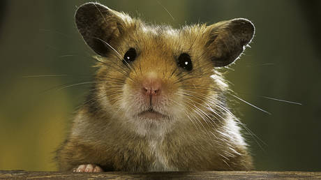 Хомяки, убитые из-за Covid, «воскресили» в знак протеста — RT World News