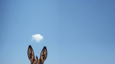 Исследование показывает первые зарегистрированные гибриды животных — RT World News