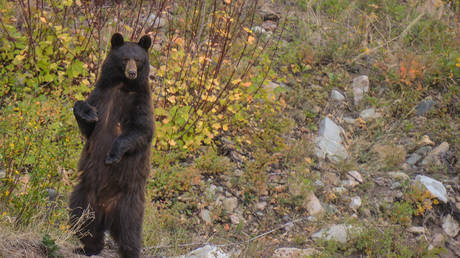Мужчина отбился от медведя во время второго нападения во Флориде — RT World News