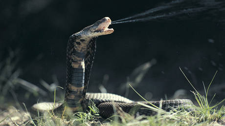 Мужчину обвиняют в угрозе убить «змея» Байдена — RT World News