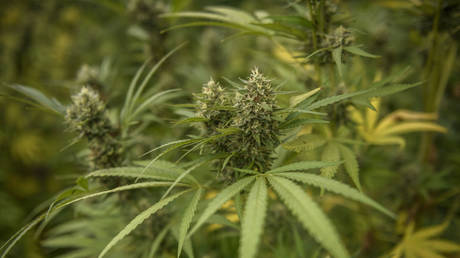 Талибы собираются привлечь миллионы иностранных инвестиций — RT World News