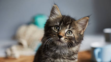 Ученые обнаружили, что одомашнивание уменьшило мозг кошек — RT World News