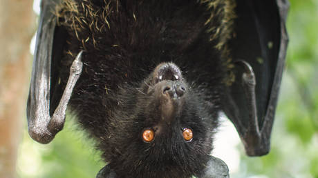 Новые коронавирусы обнаружены у летучих мышей — RT World News