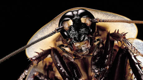 Зоопарк придумал новый способ назвать тараканов — RT World News